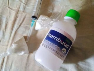 ¿Qué es el pentobarbital? El pentobarbital, también conocido como