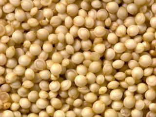 Grano de quinua disponible