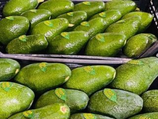 Venta de Aguacate, Mm 12-14-16 (250-320 gr), 1 Palet