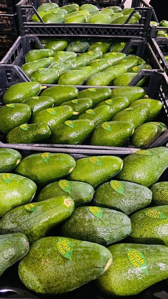 Venta de Aguacate, Mm 12-14-16 (250-320 gr), 1 Palet (800-900) Kg 2,50€ negociables
