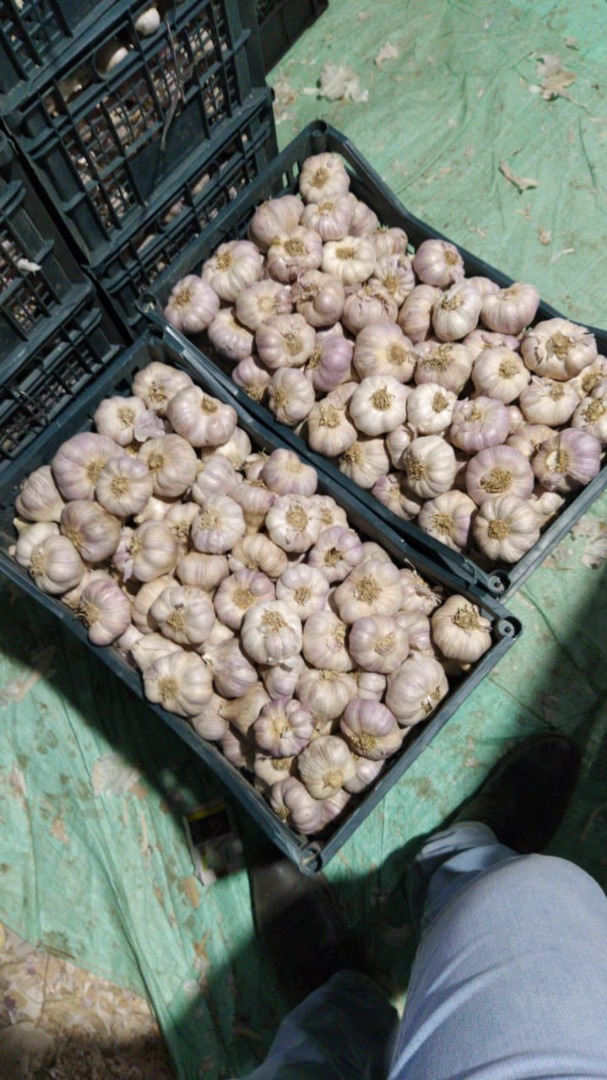 Ajo importado de Egipto, empaquetado en cajas