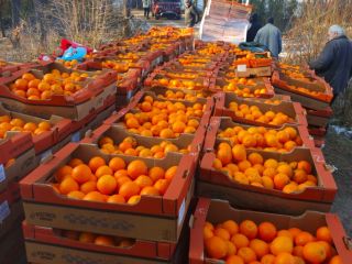 Hola, vendo naranjas para clasificar. Después de un accidente