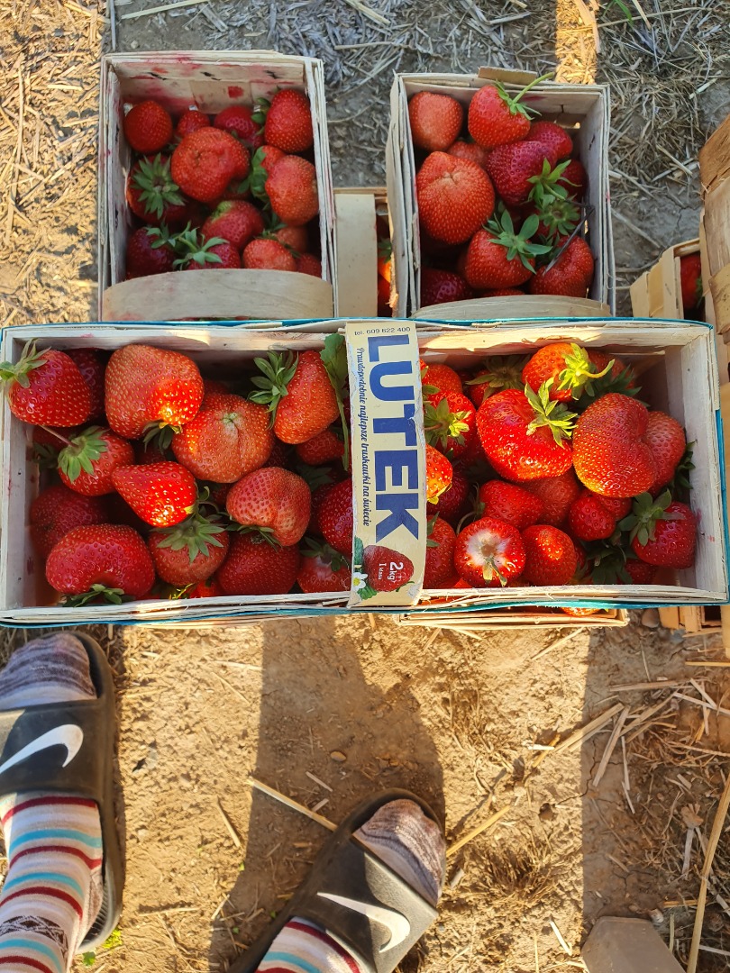 En la temporada 2022, finales de mayo, busco recipiente habitual para fresas, variedad Rumba, etc