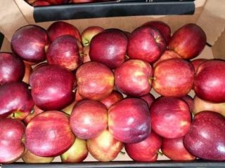 Venderé Jonaprince Jonagored Golden Gala en caja o caja