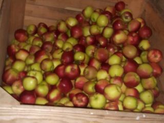Venderé Ligola, Szampion y otras variedades de la cámara