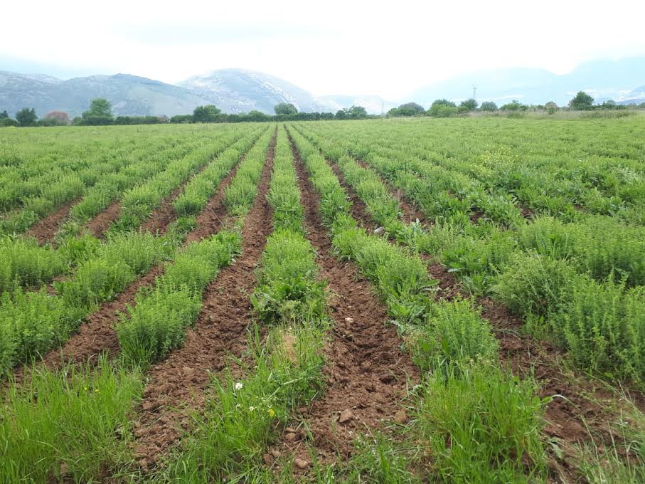 producto biológico de orégano