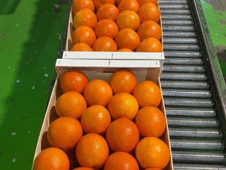 naranja, kaki, aceite de oliva. Todos de Valencia, España.