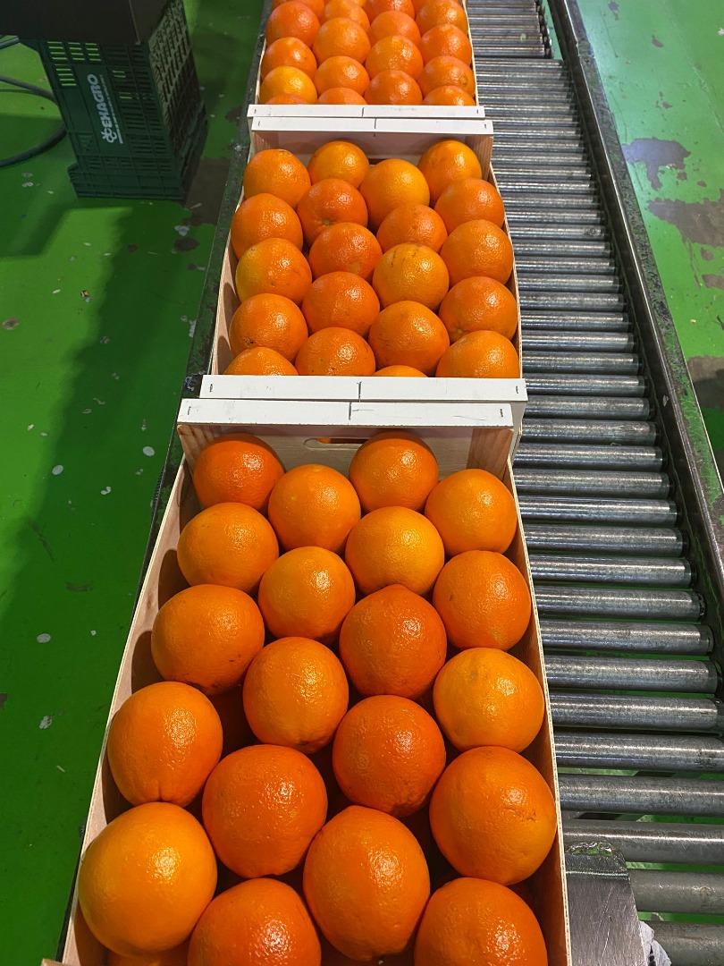 naranja, kaki, aceite de oliva