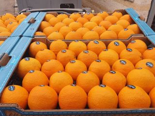 Venta de naranjas españolas. La oferta también incluye otros