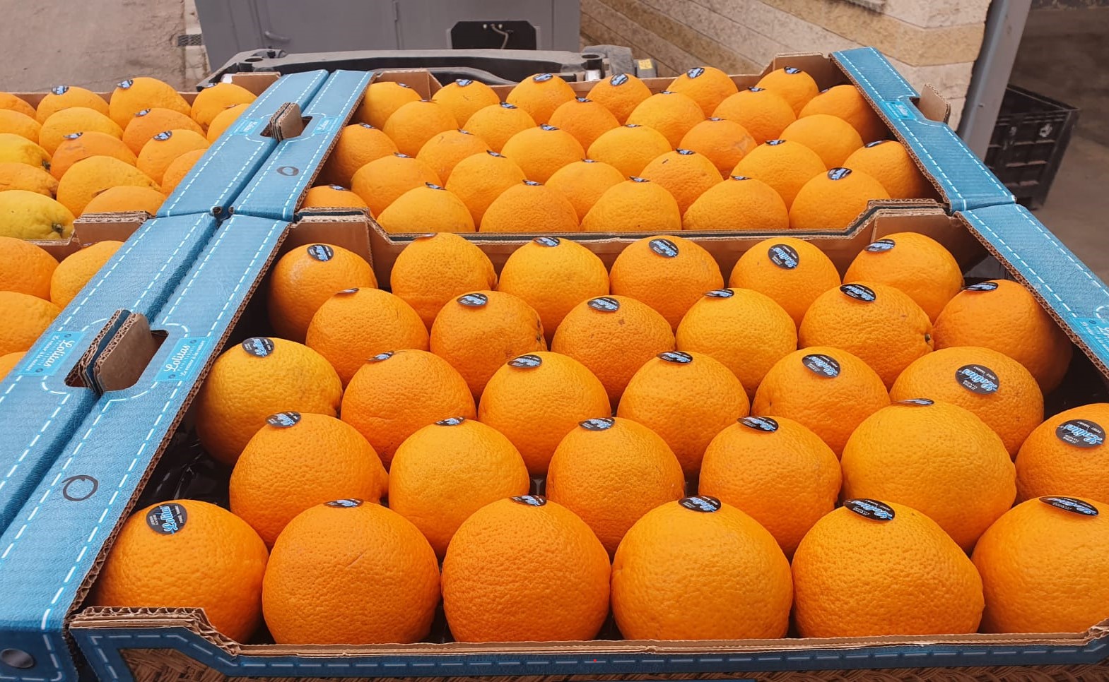 Venta de naranjas españolas