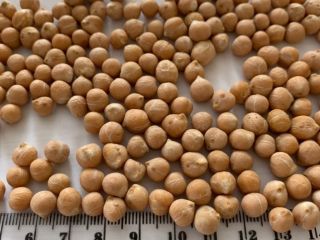 Vendo garbanzos y garbanzos picados (medios garbanzos) de muy