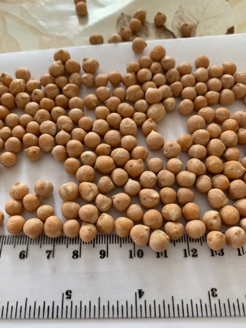 Vendo garbanzos y garbanzos picados (medios garbanzos) de muy buena calidad: Garbanzos/garbanzos 6+: Pureza 99,5% sortex Precio mayorista al comprar 22