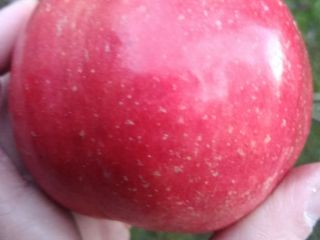 Conversión ecológica: grandes cantidades de manzanas de Mazowsze/Polonia.