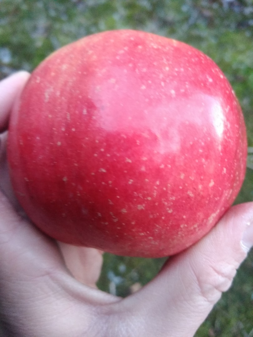 Conversión ecológica: grandes cantidades de manzanas de Mazowsze/Polonia