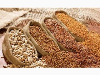Compro frijoles, lino, sorgo, mijo. - marrón lino, dorado