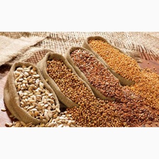 Compro frijoles, lino, sorgo, mijo