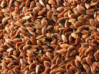 Nuestra empresa está lista para ofrecer suministros de semillas