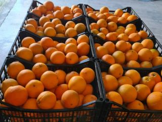 Se vende naranja española. Fruta fresca, dulce y jugosa.
