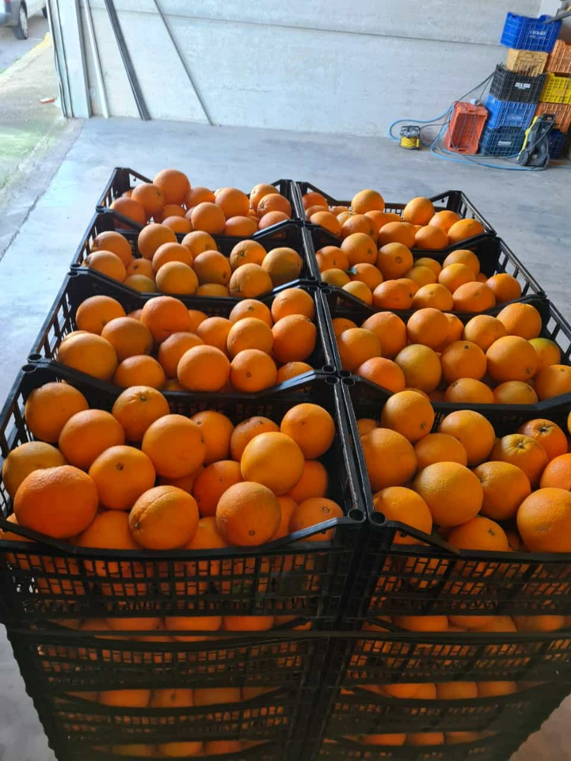 Se vende naranja española