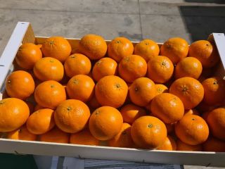 Venta de mandarinas españolas. La fruta es fresca, dulce,