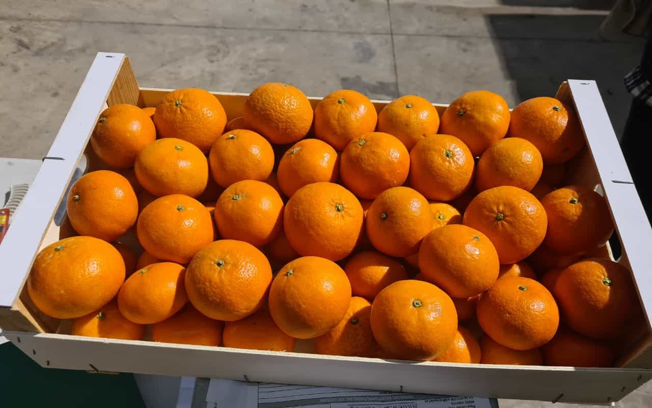 Venta de mandarinas españolas