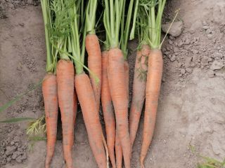 Venderé zanahorias comestibles en una cantidad de aproximadamente 2