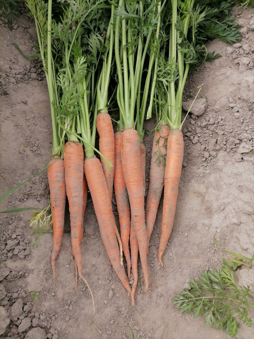 Venderé zanahorias comestibles en una cantidad de aproximadamente 2 toneladas, cultivadas sin el uso de productos químicos