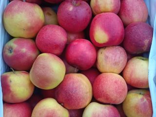 Envío manzanas y peras de postre a todo el