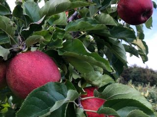 Vendo manzanas de mi propio huerto, conservadas en cámara