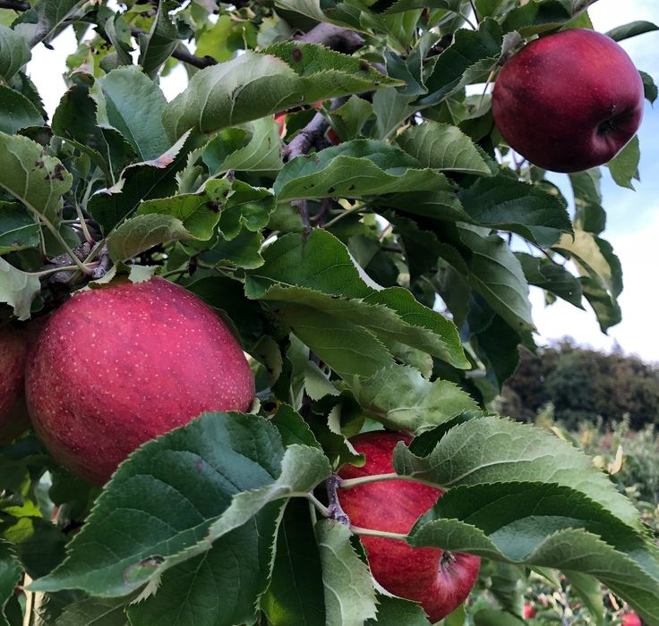 Vendo manzanas de mi propio huerto, conservadas en cámara frigorífica: Jonagold, Szampion, Jonagored, Jonika, Gloster, Golden, Boskoop, Idared, Prince, Red