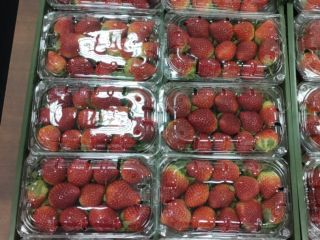 Fresco y Congelado IQF y Plast Empaque Caja de
