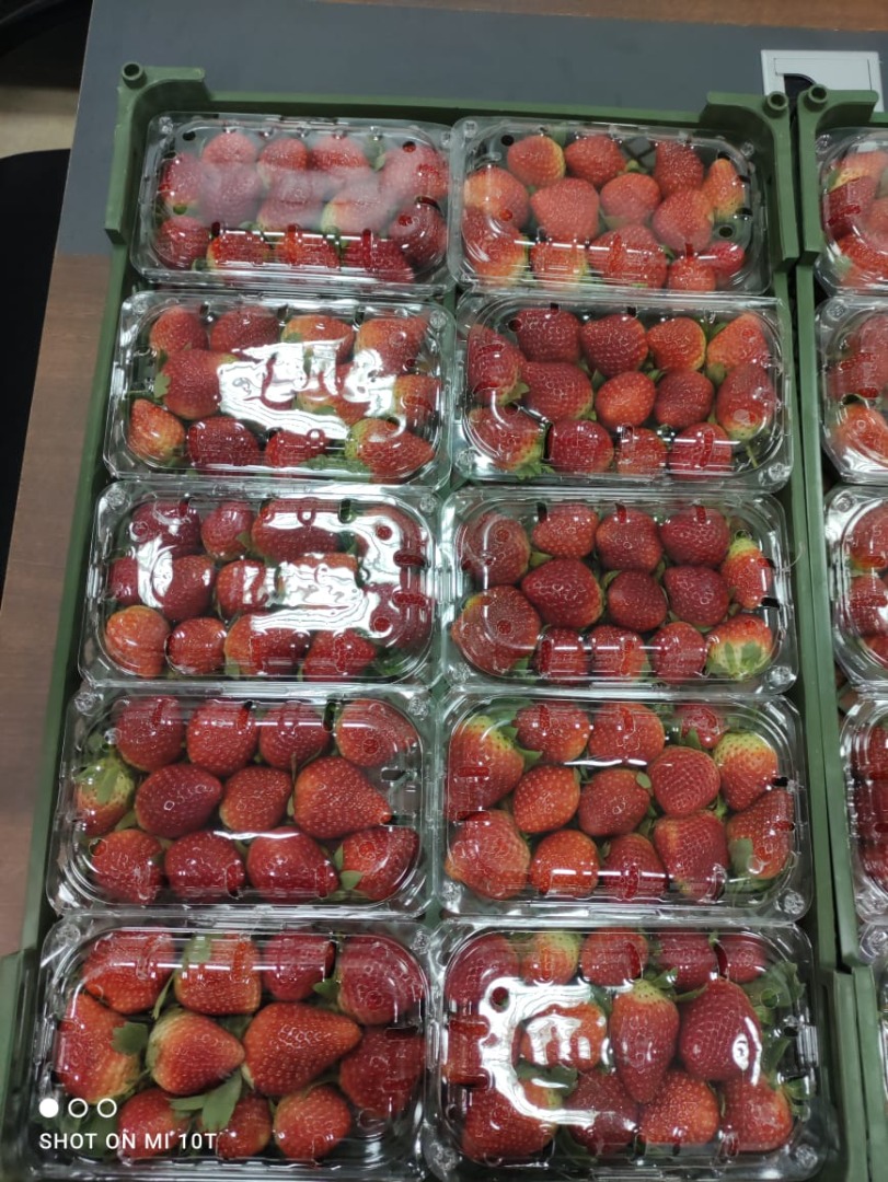 Fresco y Congelado IQF y Plast Empaque Caja de 10 kg 1000 cajas en 1 * Contenedor de 20 pies Reefer Todos los certificados Precios especiales Fresco: Fresa