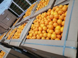 ***Binz Packing ***Naranja Valencia para exprimir y procesar ***Brix+10