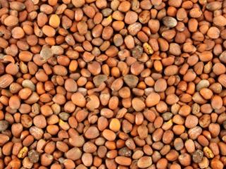 Nuestra empresa está lista para ofrecer suministros de rábano