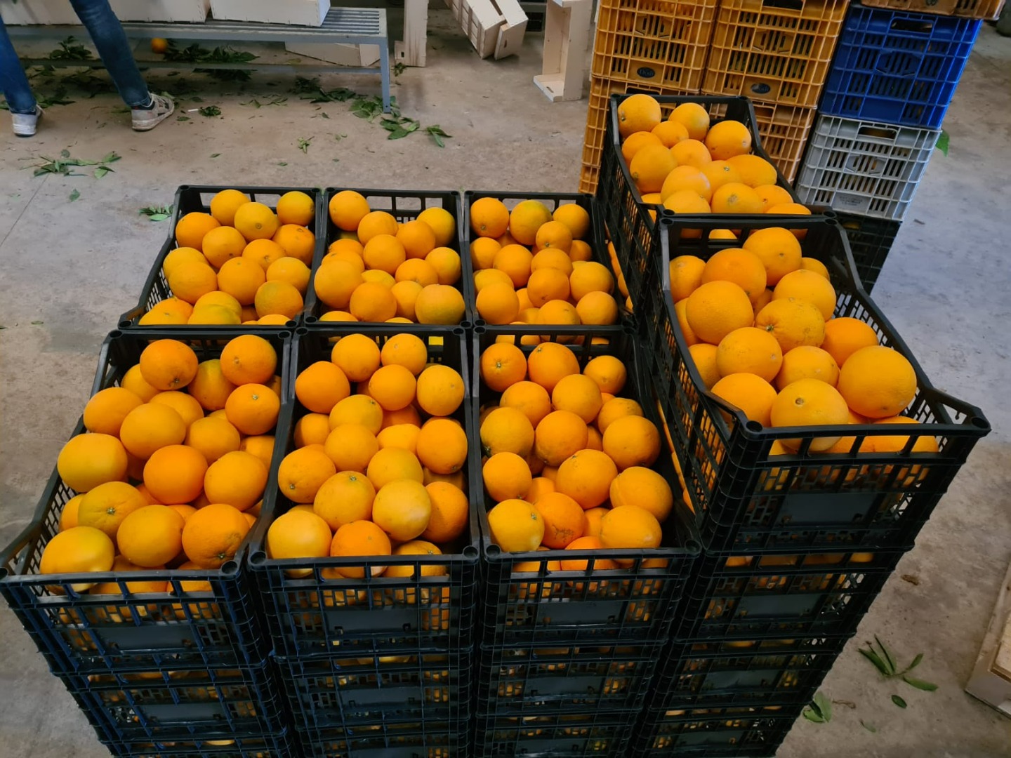 Venta de naranjas Navelina L7 españolas