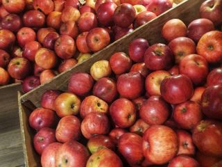 Venta de manzanas Idared, ecológicas (certificadas). De la cámara
