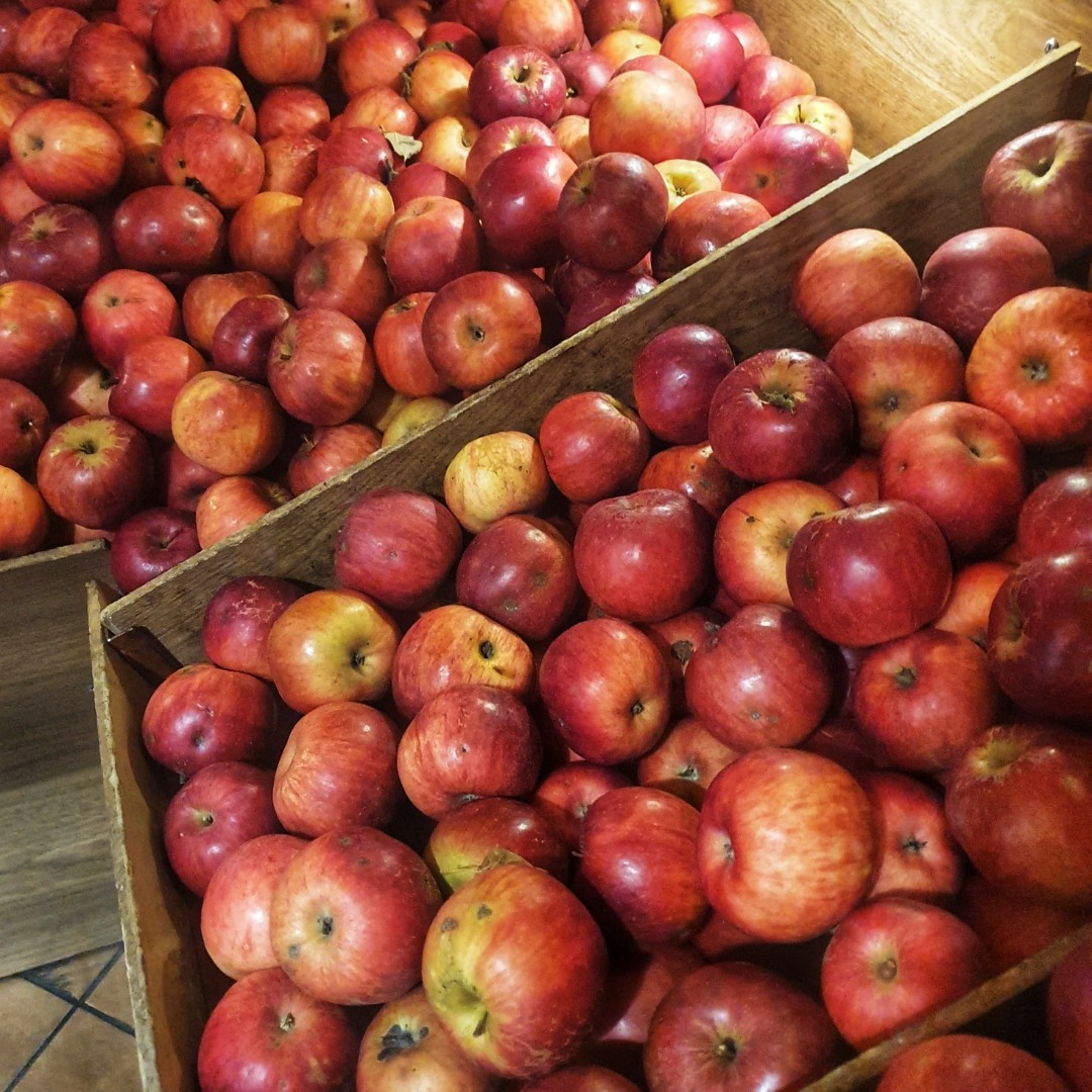 Venta de manzanas Idared, ecológicas (certificadas)