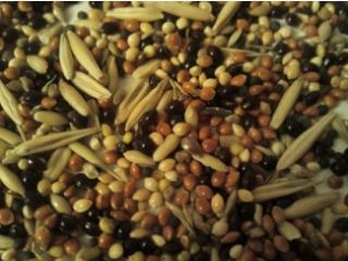 Compraré frijoles, lino (marrón, dorado), sorgo, mijo. - lino