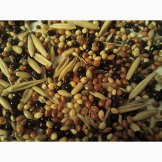 Compraré frijoles, lino (marrón, dorado), sorgo, mijo