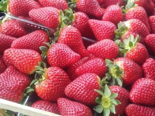 Las fresas provienen de Albania. El producto es tan