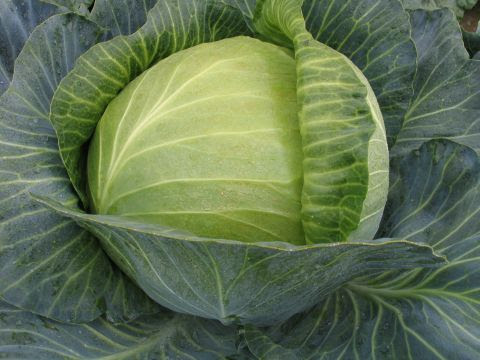 Trabajará con verduras