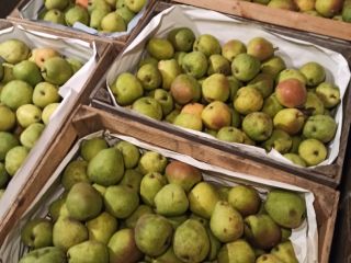 Venderé peras Lukasówka 900 kg pequeñas, 2000 kg grandes,
