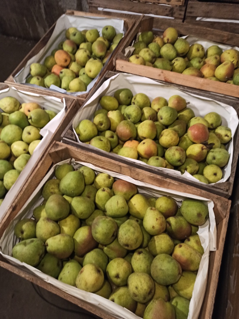 Venderé peras Lukasówka 900 kg pequeñas, 2000 kg grandes, 3000 kg medianas