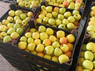 Venderé manzanas Mutsu Ligol Rubin Spartan Gloster Golden Melrose.