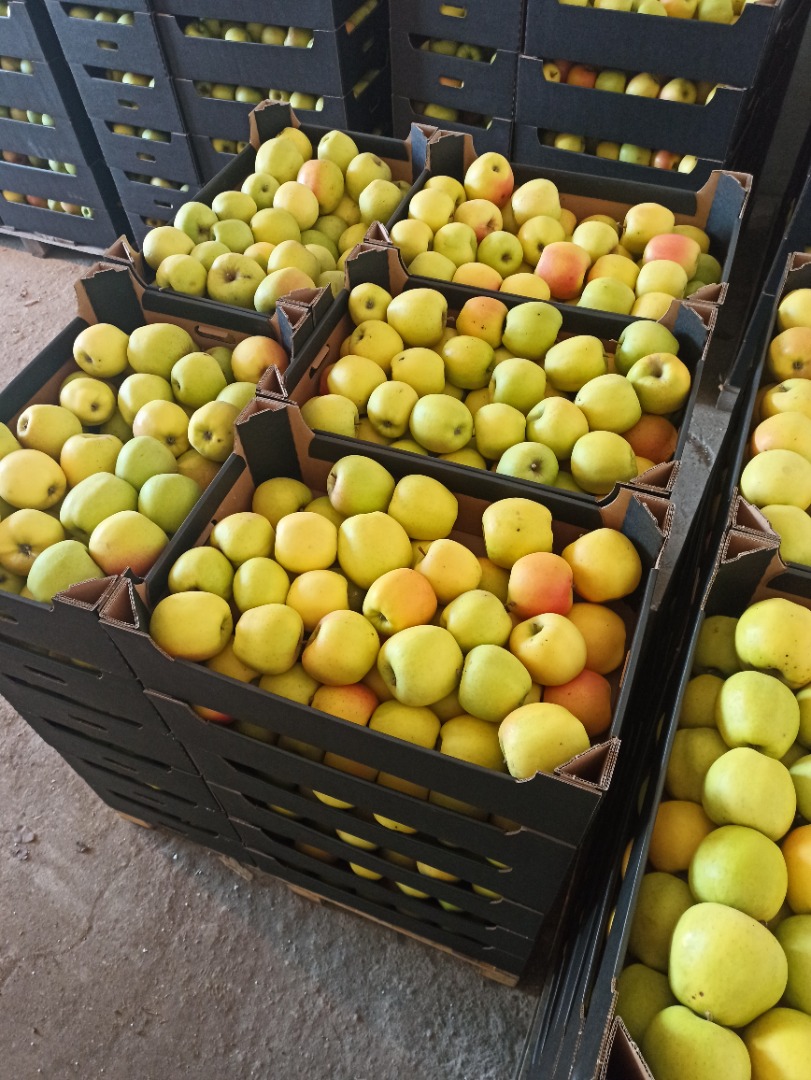 Venderé manzanas Mutsu Ligol Rubin Spartan Gloster Golden Melrose