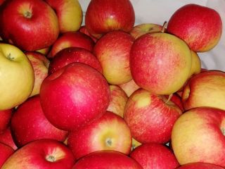 Hola manzana Szedam de la variedad Champion. Embalaje a
