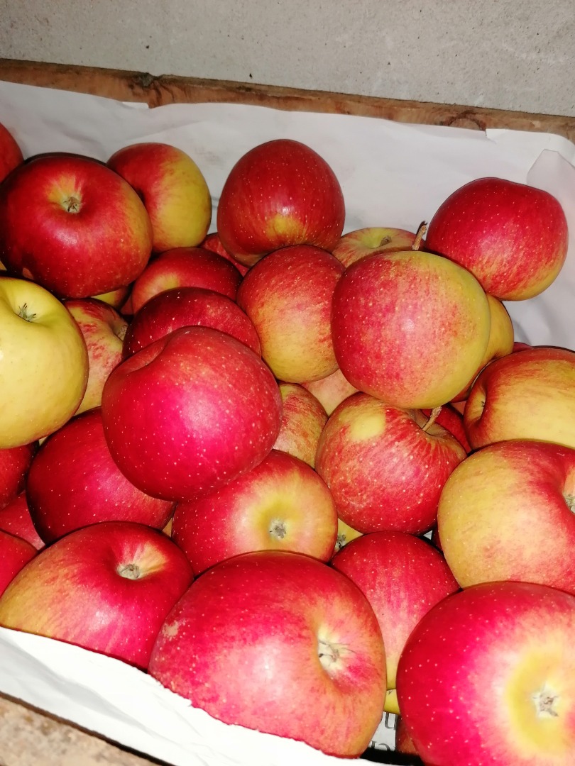 Hola manzana Szedam de la variedad Champion