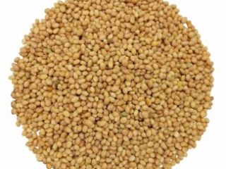 Compraré frijoles, lino (marrón, dorado), sorgo, mijo. - lino
