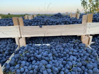 Venta de varias variedades de uva en toda Europa