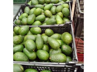 Estilo ...Tipo fresco...AGUACATE Tipo de producto...Variedad de fruta tropical